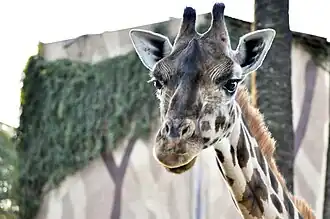 L'une des girafes du zoo