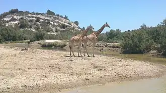 Image illustrative de l’article Réserve africaine de Sigean