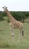 Girafe dans la réserve de Kouré.