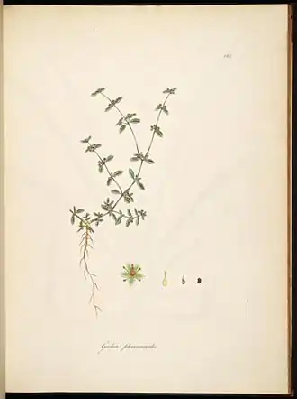 Description de l'image Gisekia pharnacioides.jpg.