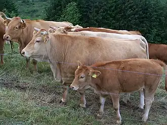 Image illustrative de l’article Glan rind