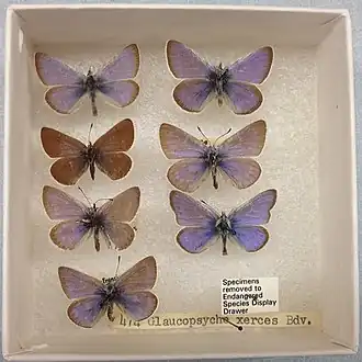 Description de l'image Glaucopsyche xerces.jpg.