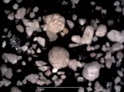 Globotruncanidés et petits Hétérohélicidés au stéréomicroscope.