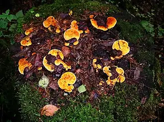 Description de cette image, également commentée ci-après