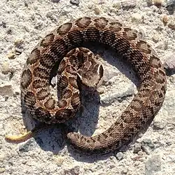 Gloydius brevicaudus