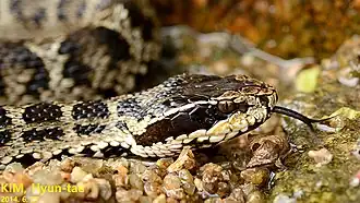 Gloydius brevicaudus