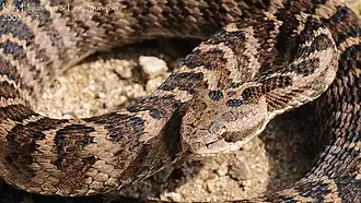 Description de l'image Gloydius intermedius.jpg.