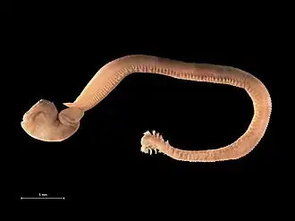 Glycera alba, un Glyceridae.