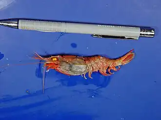 Glyphocrangon neglecta, une Glyphocrangonidae