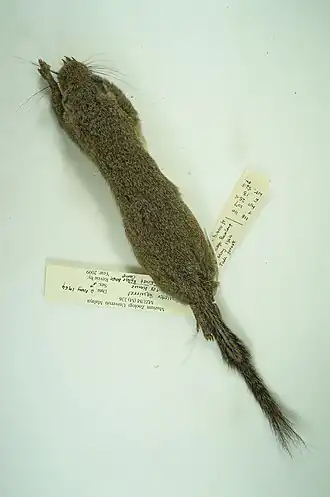 Description de l'image Glyphotes simus.jpg.