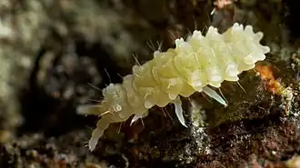 Description de l'image Gnatholonche angularis (12584178874).jpg.