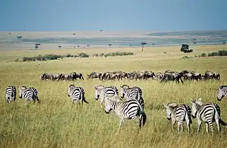 Zèbres des plaines et gnous dans la réserve nationale du Masai Mara au Kenya.