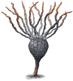 Reconstitution d'un Gogia sp.