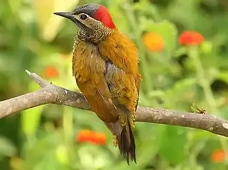Description de cette image, également commentée ci-après