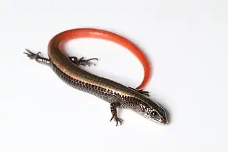 Description de l'image Golden Spectacled Tegu.jpg.