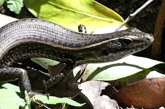 Description de l'image Golden Water Skink Front.JPG.