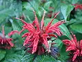 Monarda didyma