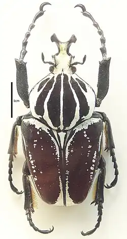 Goliathus goliatus conspersus