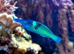 Gomphosus varius (mâle)