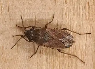 Description de l'image Gonianotus marginepunctatus 01.JPG.