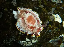 Goniobranchus tinctorius