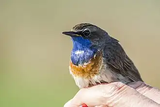 Gorgebleue à miroir