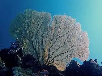 Annella mollis, une gorgone