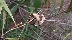 Gousse dAcacia spirorbis.