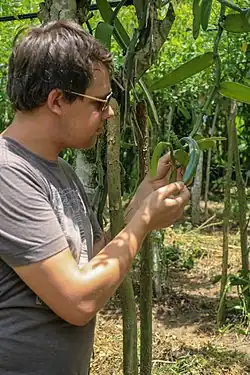 Gousses de vanille sur son pied.