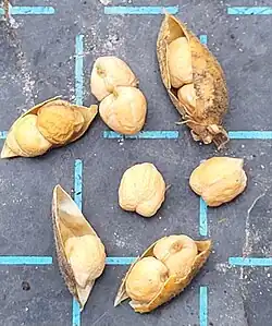 Gousses avec une ou deux graines.