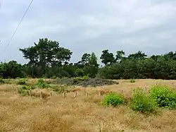 Tumulus de Genderstein.