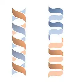 formes en double hélice et simple hélice dimérique de la gramicidine D