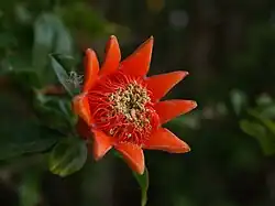 Fleur mâle de grenadier.