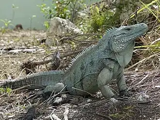 Iguane bleu
