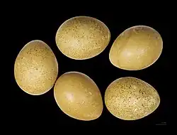 Œufs collectés par René de Naurois - Muséum de Toulouse.
