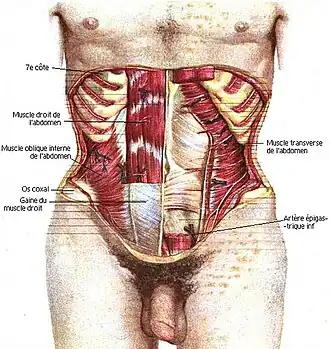 Muscles de l'abdomen (antérieur).