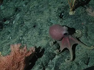 Graneledone boreopacifica