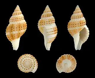 Description de cette image, également commentée ci-après