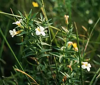 Gratiole officinale(Gratiola officinalis)