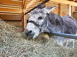 Âne mangeant du foin