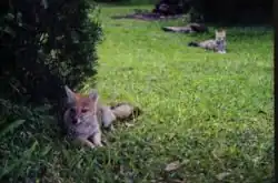 Renards d'Aszara ou aguarachays