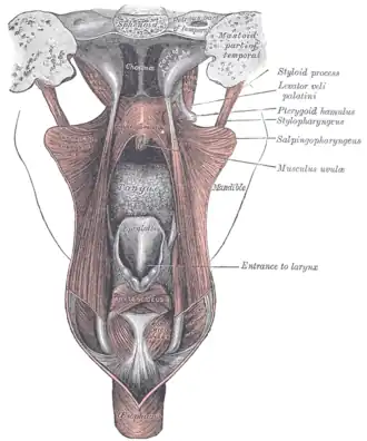 Dissection des muscles du palais par derrière.