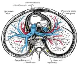 Section transversale du thorax, montrant les relations de l'artère pulmonaire.
