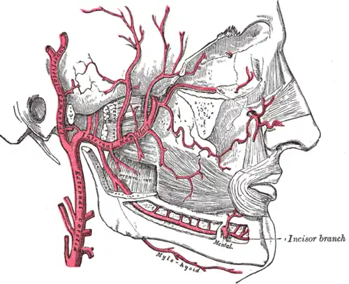 Les branches de l'artère maxillaire interne.