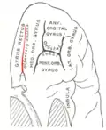 Schéma de la face orbitale du lobe frontal montant le sillon olfactif en rouge.