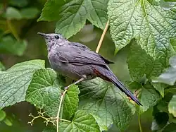 Un moqueur chat à Prospect Park, (New York).