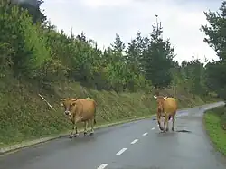 Photo couleur de vaches fauves déambulant sur une route goudronnée encaissée entre des talus plantés de conifères.