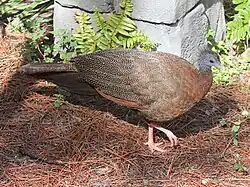 Femelle, zoo de Lowry, Floride, États-Unis