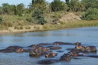 Image illustrative de l’article Parc de la zone humide d'iSimangaliso