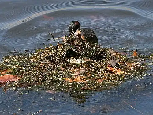 Nid flottant de Grèbe australasien (Tachybaptus novaehollandiae).